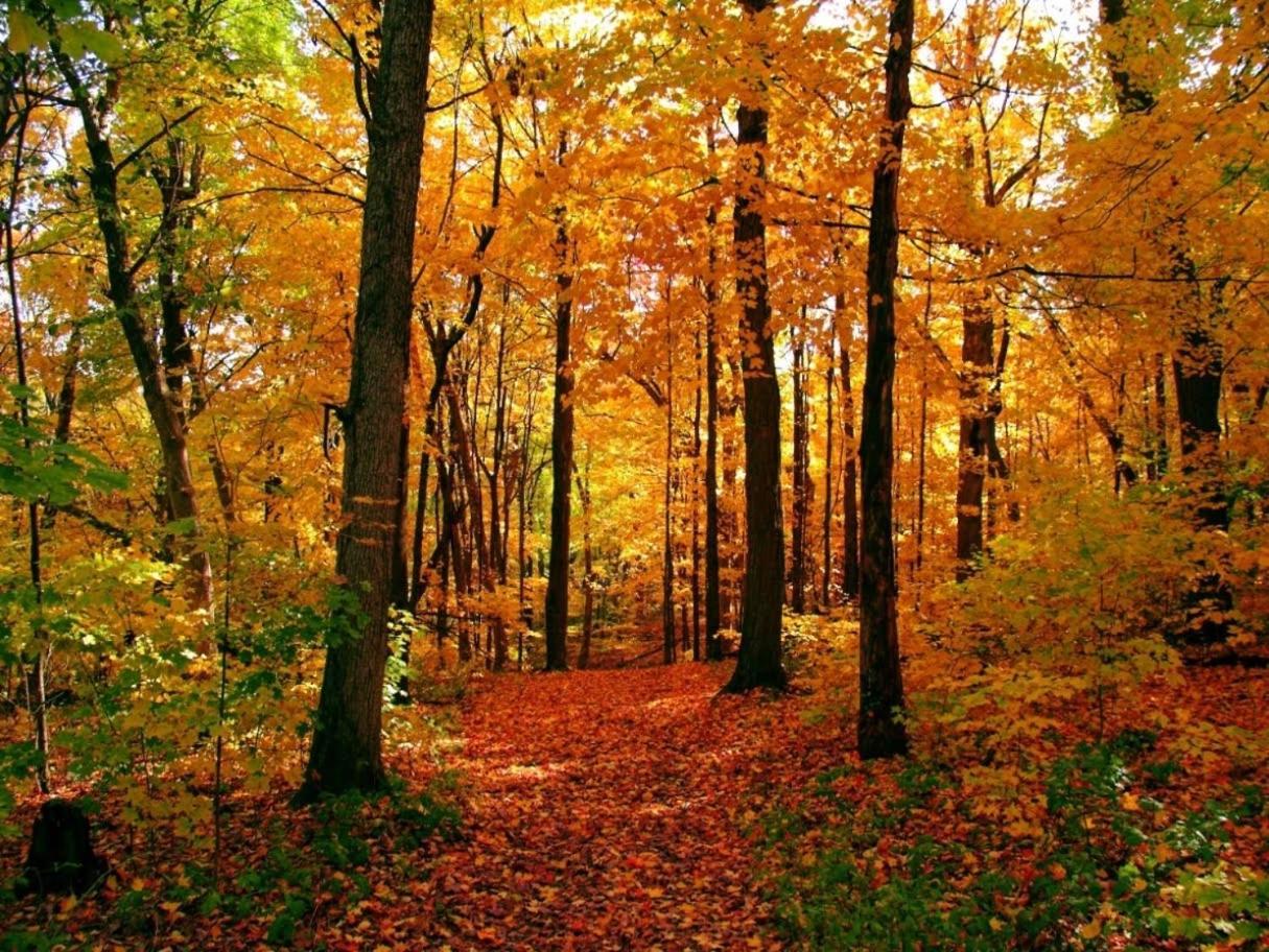 Aaah La Campagne. . .